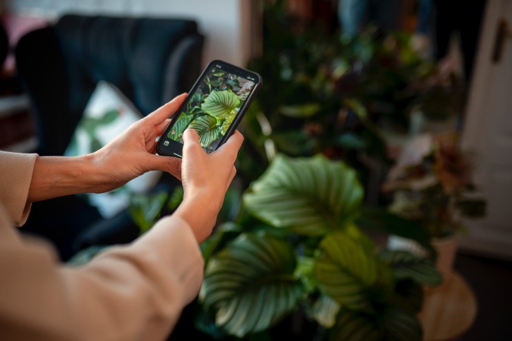 App sullo smartphone che ti aiutano a prenderti cura delle piante